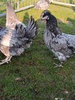 Ik bied jonge blauwe legkippen aan, Dieren en Toebehoren, Pluimvee, Vrouwelijk, Kip