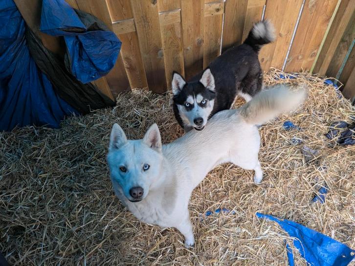 2 Siberische Husky teefjes samen te koop, Dieren en Toebehoren, Honden | Beagles, Bassets en Lopende honden, Teef, Overige rassen