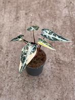 Alocasia Bambino Aurea Variegata, Huis en Inrichting, Kamerplanten, Ophalen of Verzenden, Halfschaduw, Minder dan 100 cm