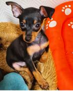 Reutje Praagse rattler Prazsky krysarik, Dieren en Toebehoren, Nederland, 15 weken tot 1 jaar, Parvo, Eén hond