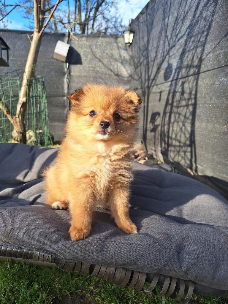 Onwijs knappe pomeriaan/dwergkees pup beschikbaar, Dieren en Toebehoren, Honden | Poolhonden, Keeshonden en Oertypen, Parvo, Nederland