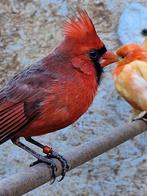 Te koop rode kardinalen man 2021, Dieren en Toebehoren, Mannelijk
