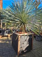 Yucca Rostrata 4 maten, Ophalen of Verzenden, Overige soorten, Volle zon