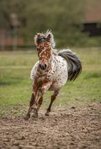 Ter dekking appaloosa dekhengst, Dieren en Toebehoren