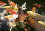 Gevraagd koi karper, Dieren en Toebehoren, Karper of Koi