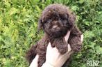 Prachtige klein blijvende choco maltipoo pups, Dieren en Toebehoren, Honden | Chihuahua's en Gezelschapshonden, Parvo, Nederland