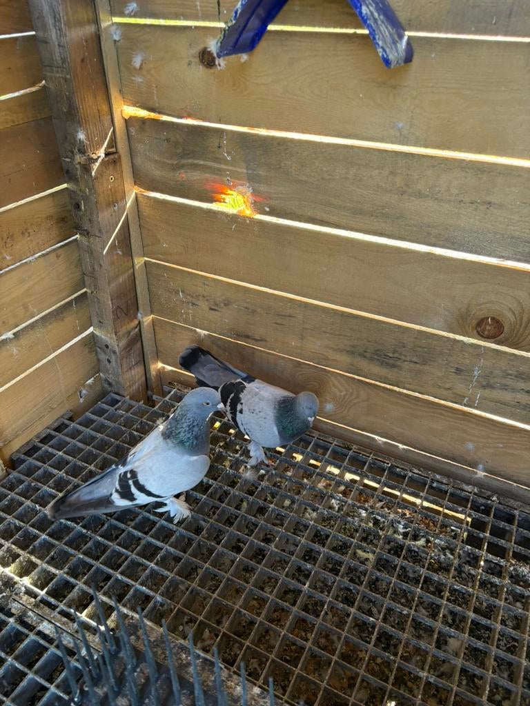 Te  koop takla duiven