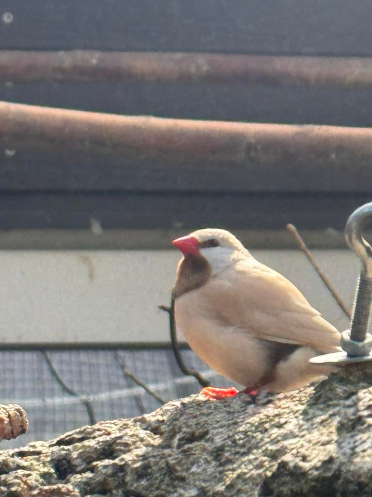 Spitsstaartamadine te koop, Dieren en Toebehoren, Vogels | Overige Vogels, Mannelijk