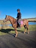Lieve Spaanse merrie, Dieren en Toebehoren, Paarden, Merrie, Recreatiepaard