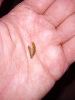 Abilisaurid tand, Ophalen of Verzenden