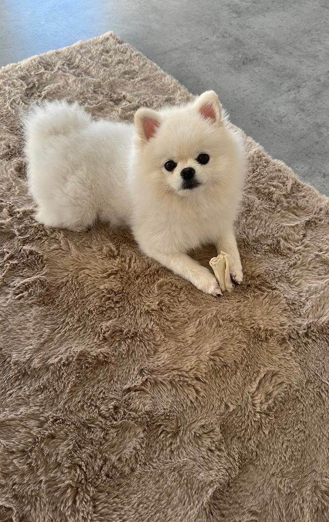 Pomeriaan, Dieren en Toebehoren, Honden | Poolhonden, Keeshonden en Oertypen, België, Particulier, Keeshond, 15 weken tot 1 jaar