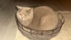 Britse korthaar lilac dekkater  ervaring, 3 tot 5 jaar