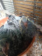 Jonge postduiven ( Piepers), Dieren en Toebehoren, Meerdere dieren, Postduif
