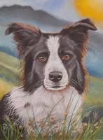 Schilderij border collie 1 met lijst - hondenschilderij hond, Ophalen of Verzenden, Nieuw, Hond of Kat, Overige typen