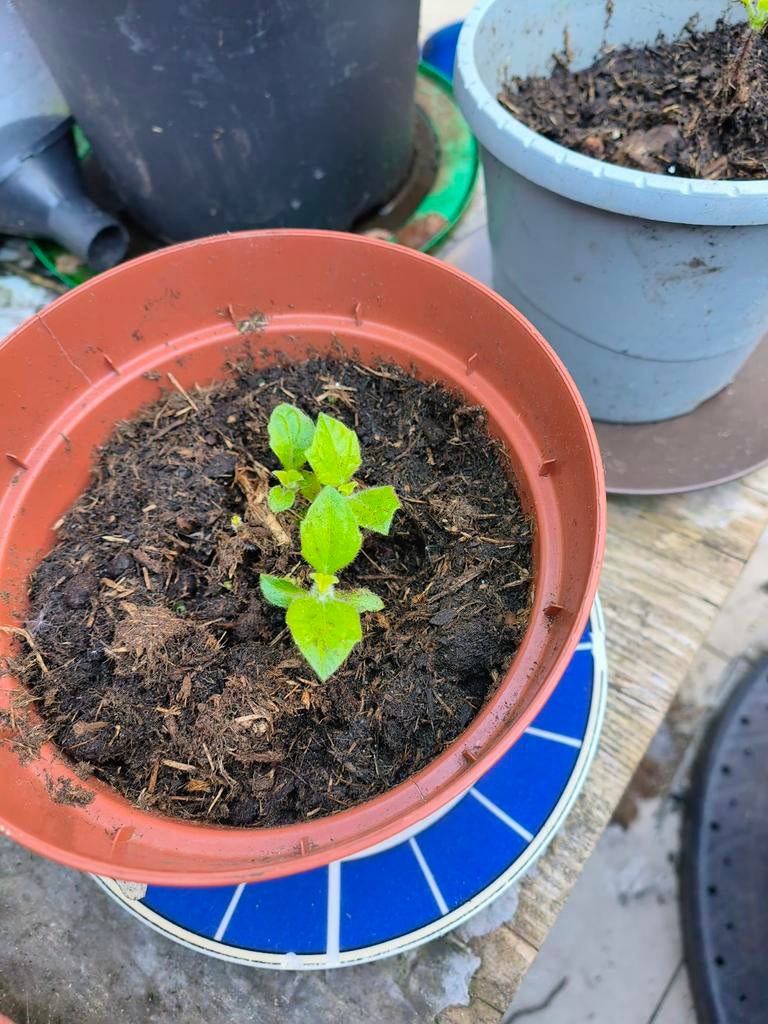 Yakon plantjes te koop 5€/stuk, Ophalen, Groenteplanten, Volle zon