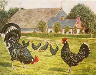 Friese kippen zwartbont, Dieren en Toebehoren, Pluimvee, Meerdere dieren, Kip