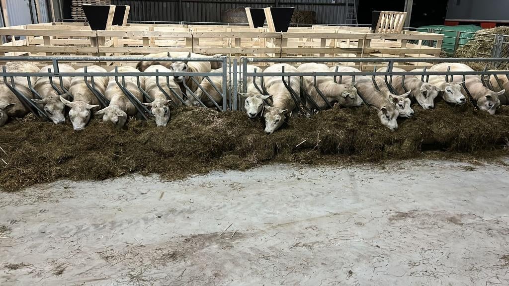 Voerhekken VENO/lammerenhekjes/werphokjes schapen, Dieren en Toebehoren, Schapen, Geiten en Varkens, Meerdere dieren, Schaap