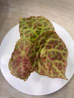 Bladstek Begonia Goegoensis, Overige soorten, Minder dan 100 cm, Groene kamerplant, Halfschaduw