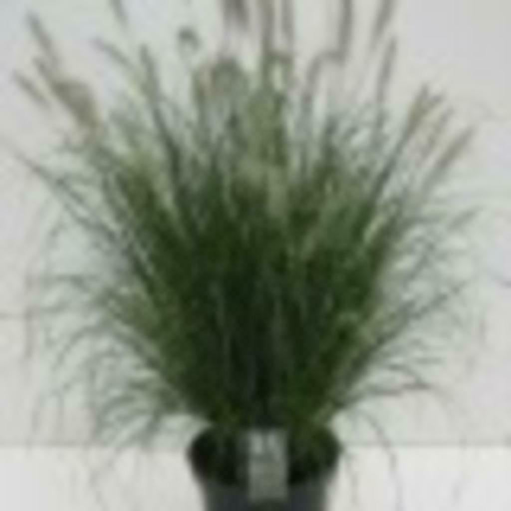 Pennisetum, Ophalen, Volle zon, Vaste plant, Siergrassen
