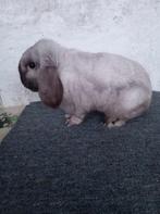 Fraaie Nederlandse hangoordwerg nhd de Salander vrij uniek, Mannelijk, Dwerg