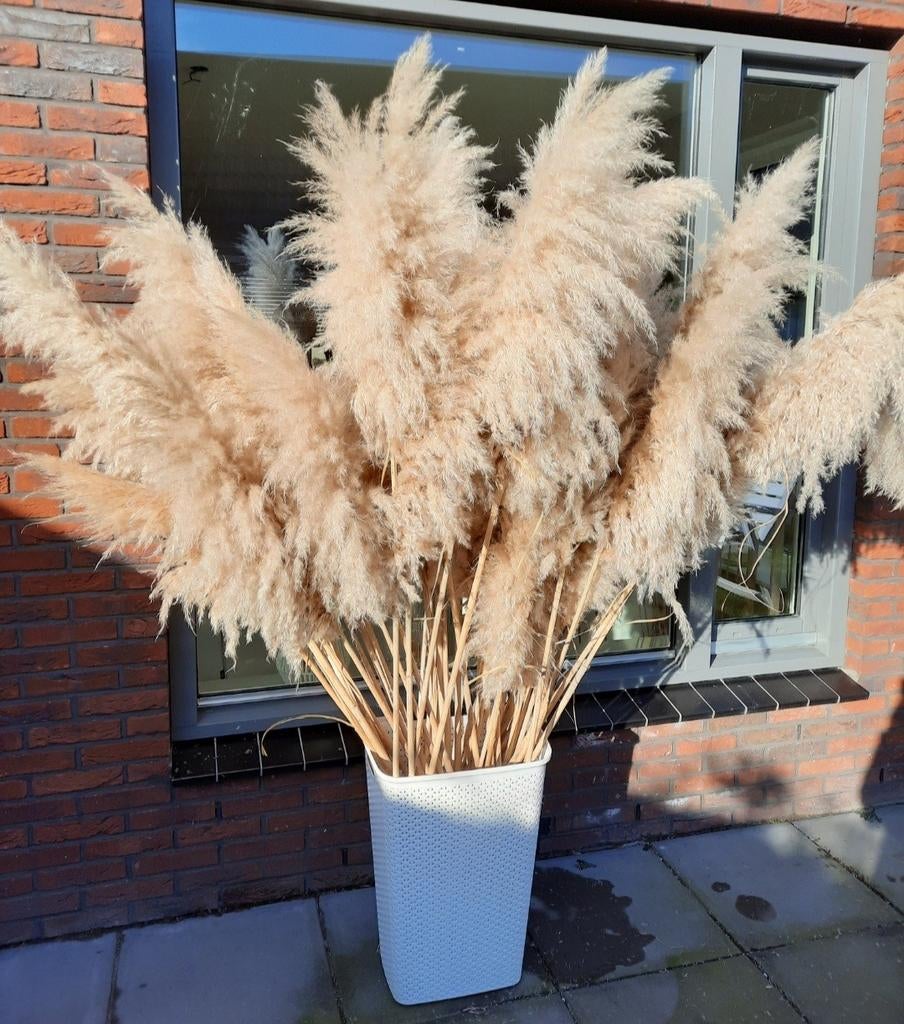 XXL Pampas Pluimen - Decoratieve Siergrassen, Tuin en Terras, Ophalen, Volle zon, Vaste plant, Siergrassen
