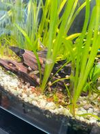 Aquariumslakjes, Dieren en Toebehoren, Vis