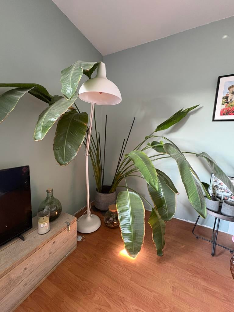 Strelitzia Nicolia XXL, Huis en Inrichting, Kamerplanten, Ophalen, Volle zon, 150 tot 200 cm