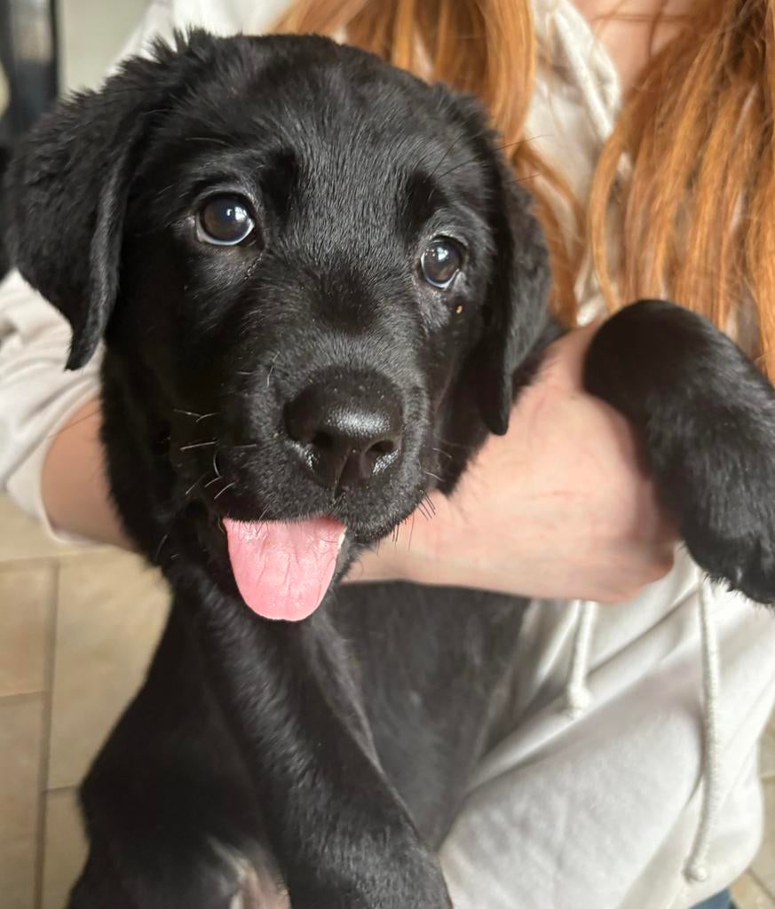 Labrador pups, Dieren en Toebehoren, Honden | Retrievers, Spaniëls en Waterhonden, Parvo, 8 tot 15 weken, Labrador retriever, Meerdere
