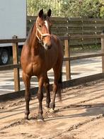 Te koop 170 hoog 3500€, Dieren en Toebehoren, Paarden, Ruin, Recreatiepaard