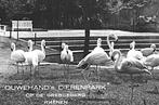 952533	Rhenen	Utr 1942 Ouwehands Dierenpark Utr	dierentuin Z, Ophalen of Verzenden, 1940 tot 1960, Gelopen, Utrecht