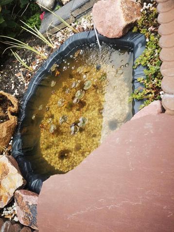 Vijverplanten pakket - Waterlelie + bloemige beschikbaar voor biedingen