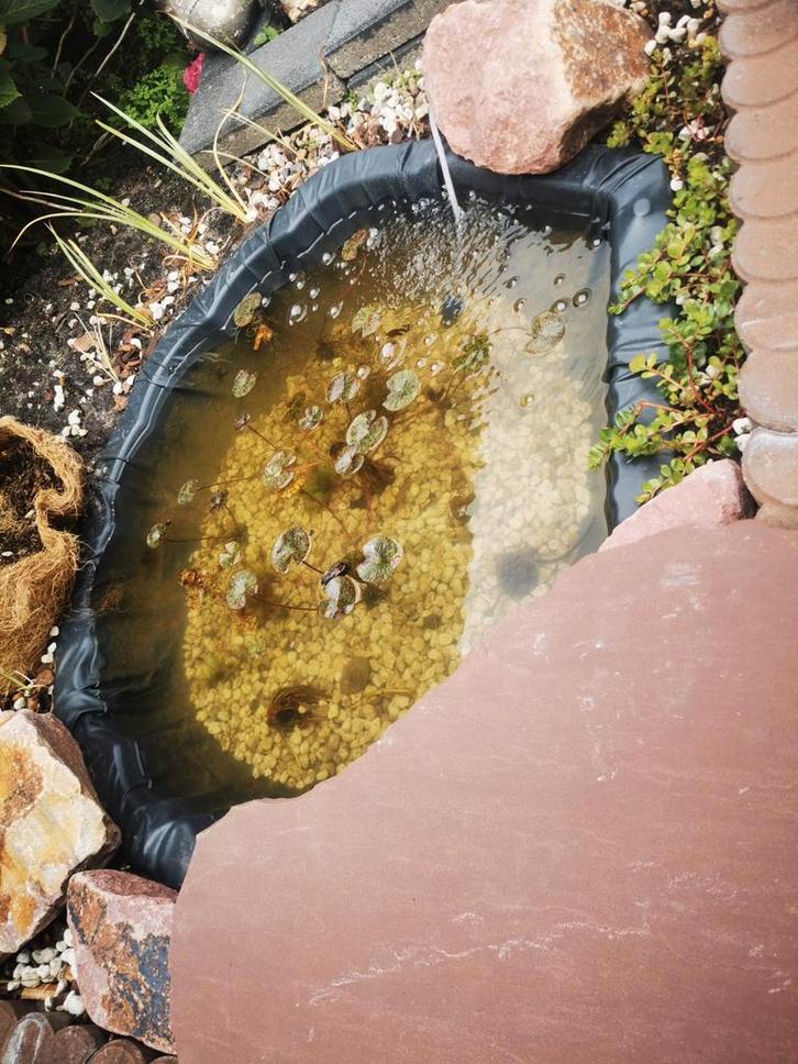 Vijverplanten pakket - Waterlelie + bloemige, Tuin en Terras, Vijvers, Gebruikt, Ophalen of Verzenden