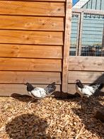 Kippen, Dieren en Toebehoren, Pluimvee, Vrouwelijk, Kip