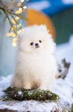 2 wit/cream teefjes 6-10-25 FCI POMERIAAN POMERANIAN, Dieren en Toebehoren, Keeshond, 15 weken tot 1 jaar, Buitenland, Teef