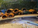 L46, Dieren en Toebehoren, Vissen | Aquariumvissen, Vis