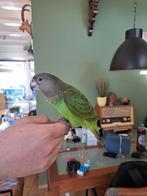 Bruinkop papegaai, Dieren en Toebehoren, Vrouwelijk, Papegaai, Pratend