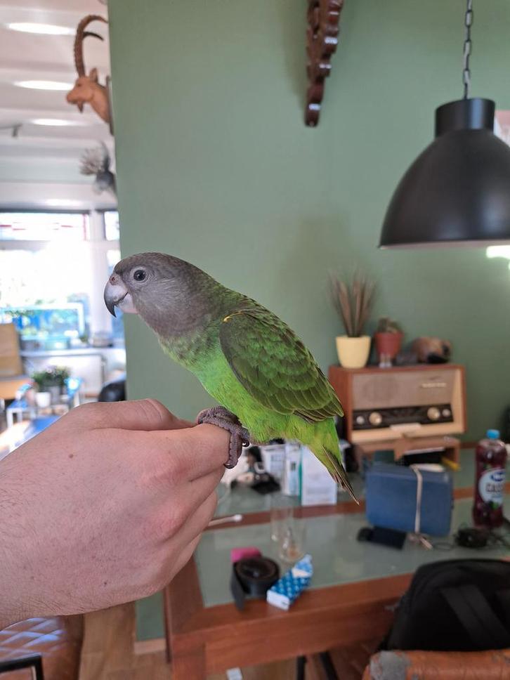 Bruinkop papegaai, Dieren en Toebehoren, Vogels | Parkieten en Papegaaien, Papegaai, Vrouwelijk, Pratend, Tam