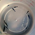 Diverse uitgeselecteerde Neocaridina garnalen BESCHIKBAAR, Dieren en Toebehoren, Kreeft, Krab of Garnaal, Zoetwatervis, Schoolvis