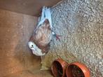 Gaditano duif, Dieren en Toebehoren, Vrouwelijk, Kropper