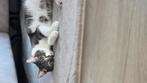 NIEUWE EIGENAAR GEZOCHT!!!, Dieren en Toebehoren, Katten en Kittens | Overige Katten, Poes