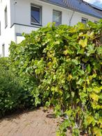 Druiven boom, Tuin en Terras, Planten | Fruitbomen, Ophalen of Verzenden, Minder dan 100 cm