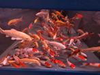 HQ Import koi 15 / 18 cm bij Koidream in Valburg, Dieren en Toebehoren, Karper of Koi