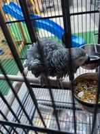 Grijze roodstaart half tam met mooie rode veertjes man, Dieren en Toebehoren, Mannelijk, Papegaai, Tam