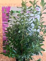 Laurier Prunus leverbaar tot 225 cm hoog. Prijs vanaf euro 9, Haag, Laurier, Ophalen of Verzenden, 100 tot 250 cm