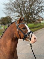 Hele gave welsh ruin, Dieren en Toebehoren, Pony's, Merrie, 3 tot 6 jaar