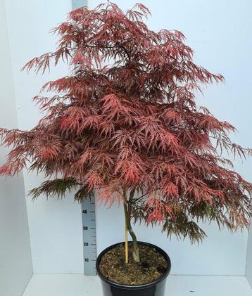 Acr palm. Garnet (rode, japanse esdoorn)  30/40/50 potkweek beschikbaar voor biedingen