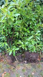 Laurierstruiken, ca. 30 stuks, 120cm hoog, Tuin en Terras, Planten | Struiken en Hagen, Ophalen of Verzenden