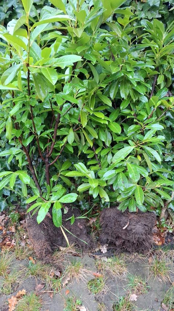 Laurierstruiken, ca. 30 stuks, 120cm hoog, Tuin en Terras, Planten | Struiken en Hagen, Ophalen of Verzenden
