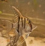 4 x jonge gestreepte maanvissen, Vis, Zoetwatervis