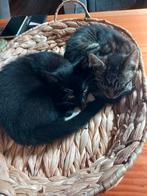 Lieve speelse boerderij kittens te koop, Dieren en Toebehoren, Katten en Kittens | Overige Katten, Meerdere dieren, Kortharig